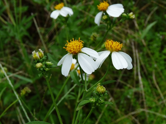 {Bidens alba}
